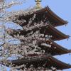 Asakusa Pagoda, Tokyo Japan. 2014. Irregular size photo.